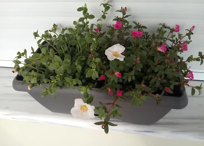 Evel House Σκάλα Καλλιράχης